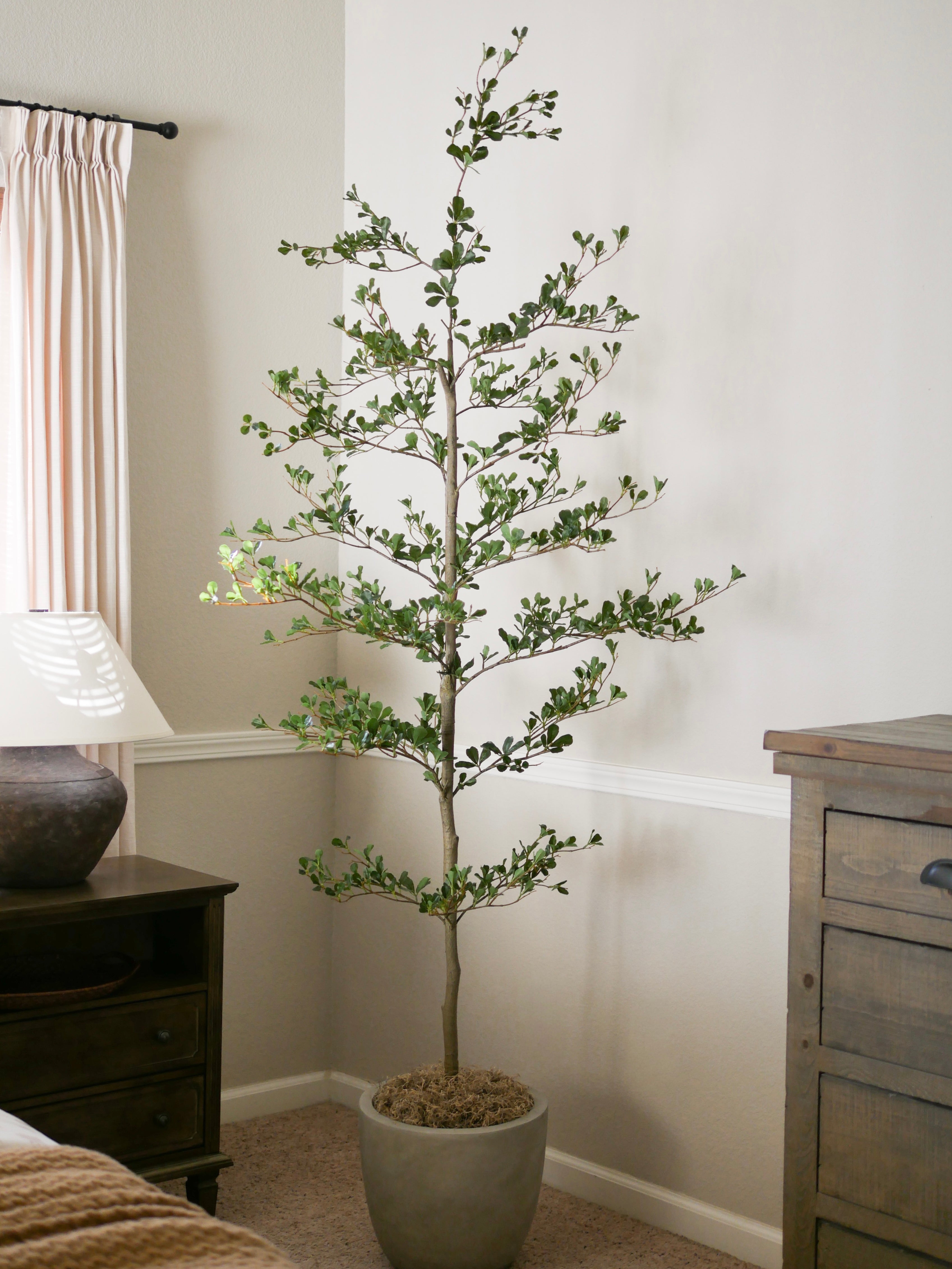 The "Shady Lady" Effect: Why the Black Olive Tree is the New "Little Black Dress" of Home Decor